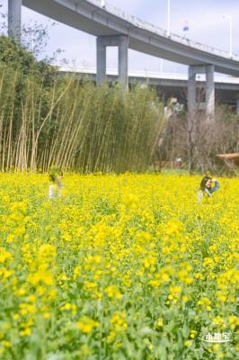 甘坑都市田园花海
