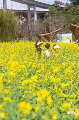 甘坑都市田园花海