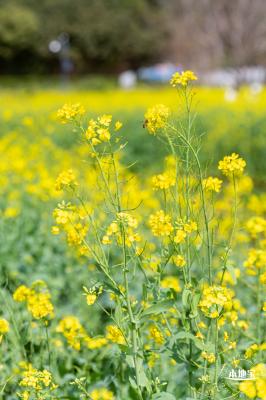 甘坑都市田园花海