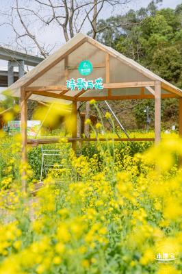 甘坑都市田园花海
