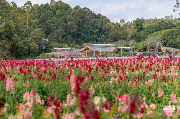 甘坑都市田园花海
