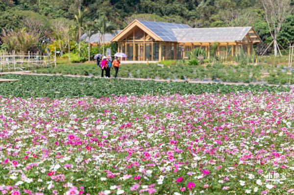 甘坑都市田园花海