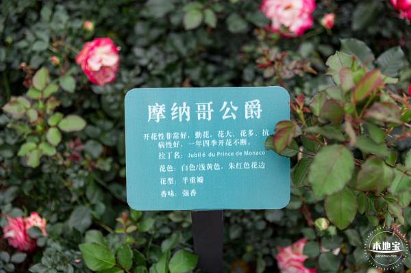 龙潭公园月季