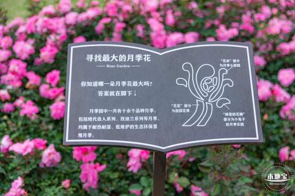 龙潭公园月季