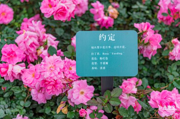 龙潭公园月季