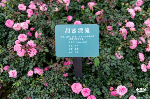 龙潭公园月季
