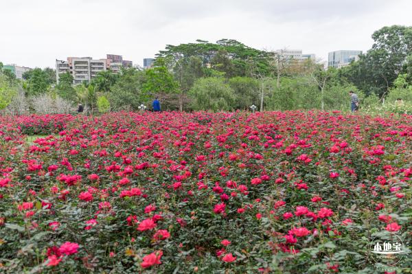 龙潭公园月季