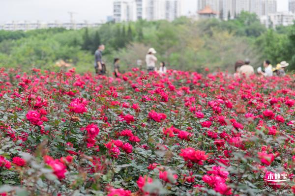 龙潭公园月季