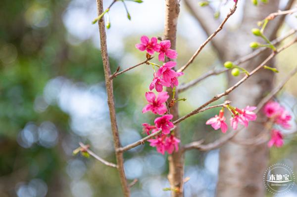 华英路樱花