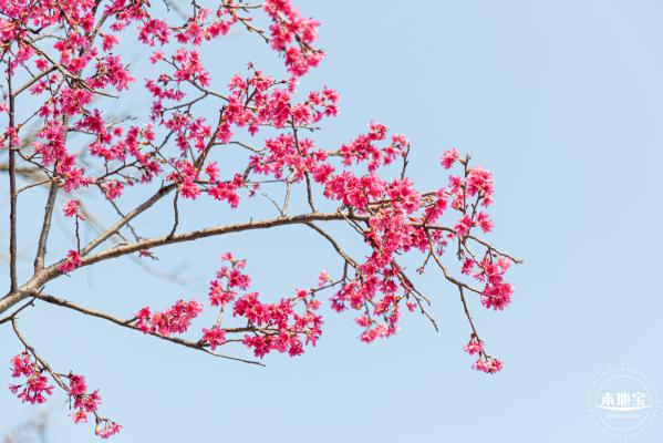 华英路樱花