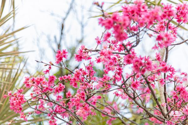华英路樱花