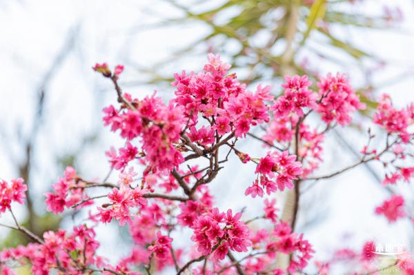 华英路樱花