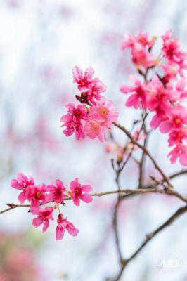 华英路樱花