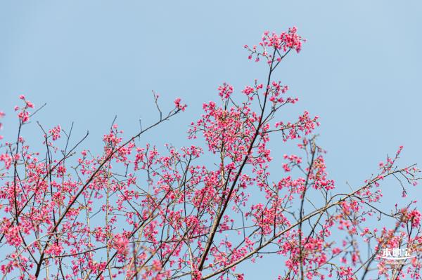 华英路樱花