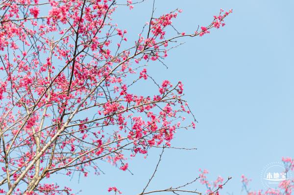 华英路樱花