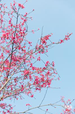 华英路樱花
