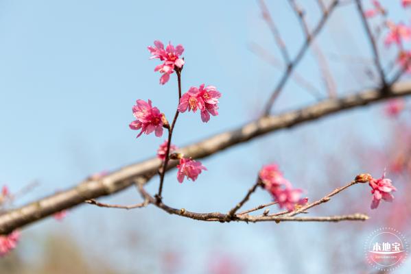 华英路樱花