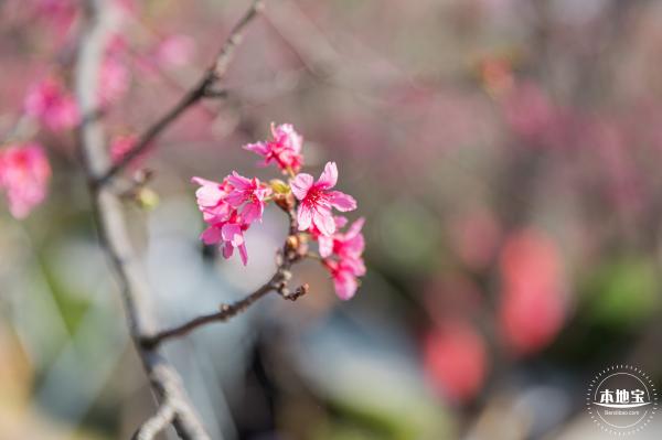 华英路樱花