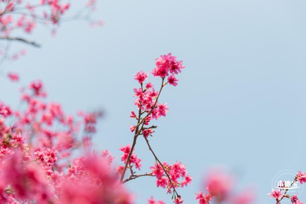 华英路樱花