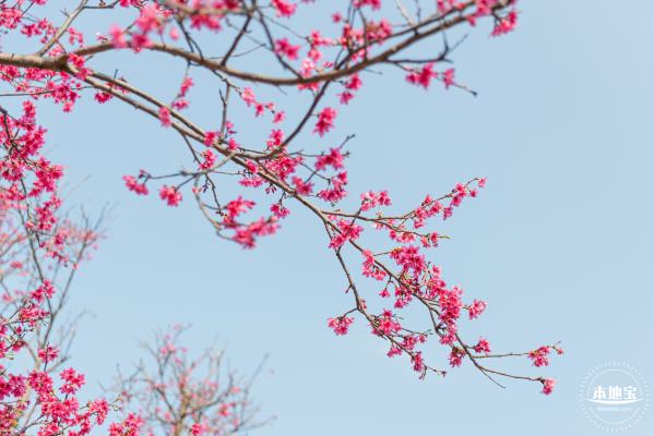 华英路樱花
