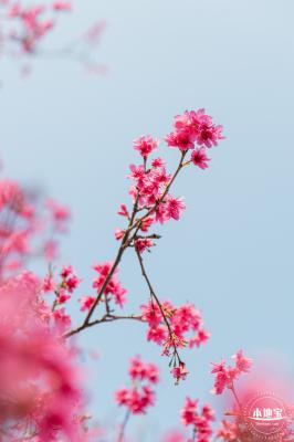 华英路樱花