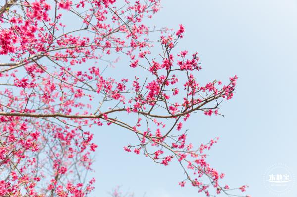 华英路樱花