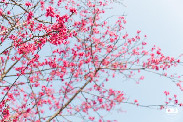 华英路樱花