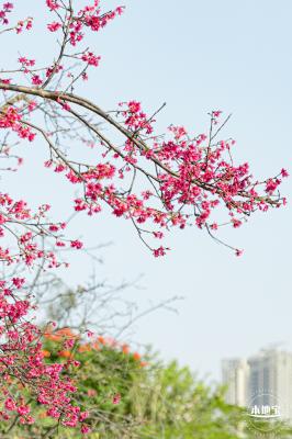 华英路樱花