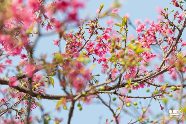 华英路樱花