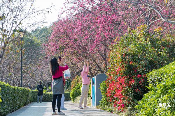 华英路樱花