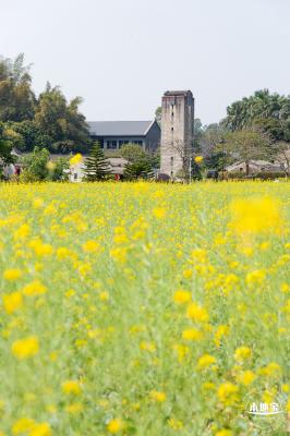 版画村油菜花田