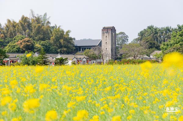 版画村油菜花田