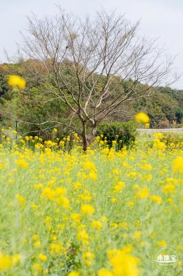版画村油菜花田