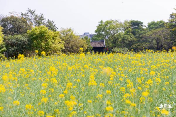版画村油菜花田