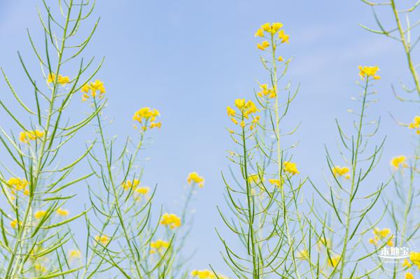 版画村油菜花田