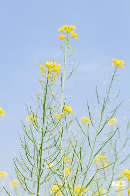 版画村油菜花田