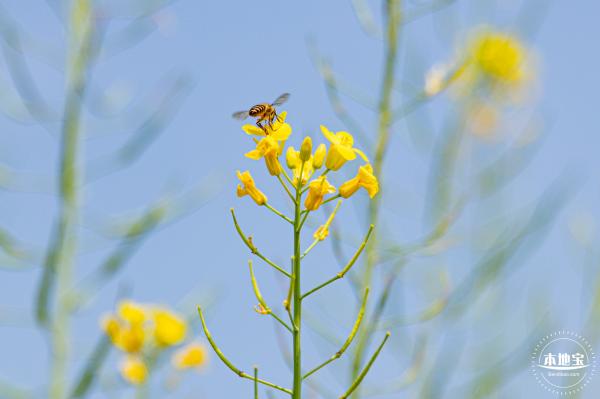 版画村油菜花田