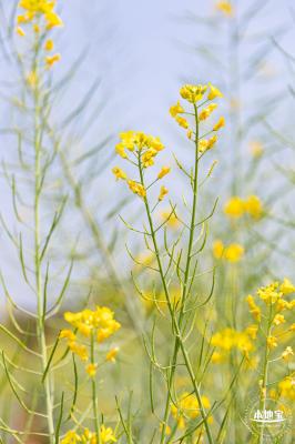 版画村油菜花田