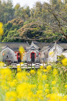 版画村油菜花田