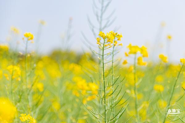 版画村油菜花田