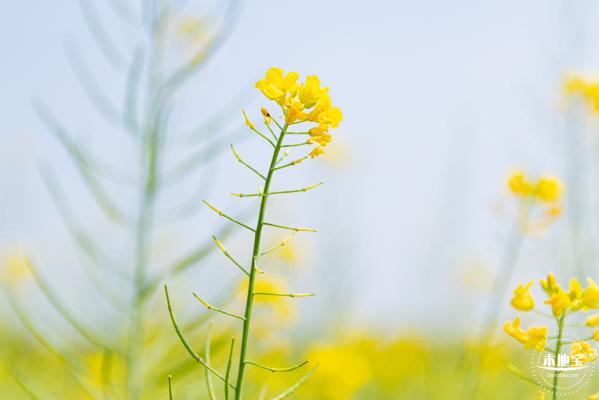 版画村油菜花田