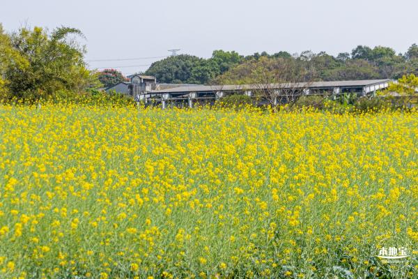 版画村油菜花田