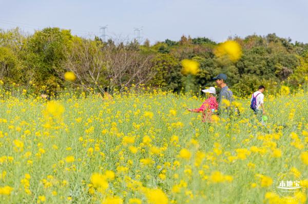 版画村油菜花田