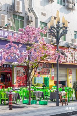 富泉路-紫花风铃木