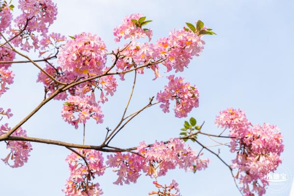 富泉路-紫花风铃木