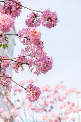 富泉路-紫花风铃木