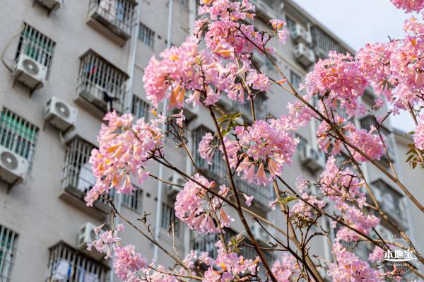 富泉路-紫花风铃木
