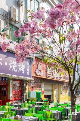 富泉路-紫花风铃木