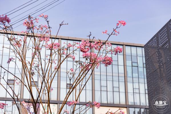 富泉路-紫花风铃木