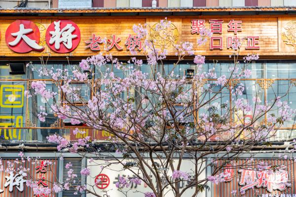富泉路-紫花风铃木